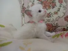 ラグドール【佐賀県・女の子・2017年7月11日・ブルーポイントバイカラー】の写真3