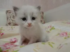 ラグドール【佐賀県・男の子・2020年1月6日・ブルーポイントバイカラー】の写真3