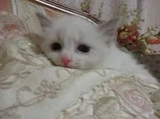 ラグドール【佐賀県・男の子・2019年10月24日・ブルーポイントバイカラー】の写真3