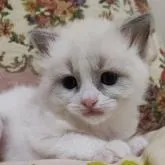 ラグドール【佐賀県・男の子・2023年1月13日・ブルーポイントバイカラー】の写真3「2/19撮影」