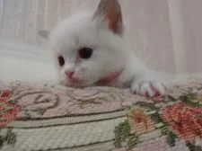 ラグドール【佐賀県・女の子・2018年3月2日・ブルーポイントバイカラー】の写真3