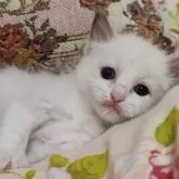 ラグドール【佐賀県・女の子・2022年7月1日・ブルーポイントバイカラー】の写真3「8/7撮影」