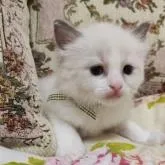 ラグドール【佐賀県・男の子・2022年5月20日・ブルーポイントバイカラー】の写真3「6/30撮影」