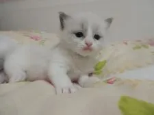 ラグドール【佐賀県・男の子・2020年1月6日・ブルーポイントバイカラー】の写真4