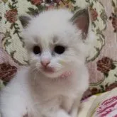 ラグドール【佐賀県・女の子・2023年6月16日・ブルーポイントバイカラー】の写真4「7/21撮影」