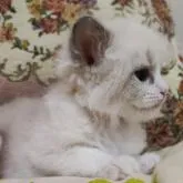 ラグドール【佐賀県・男の子・2023年1月13日・ブルーポイントバイカラー】の写真4「2/19撮影」