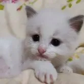 ラグドール【佐賀県・男の子・2023年6月16日・ブルーポイントバイカラー】の写真4「7/21撮影」