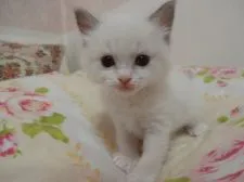 ラグドール【佐賀県・女の子・2018年3月2日・ブルーポイントバイカラー】の写真4