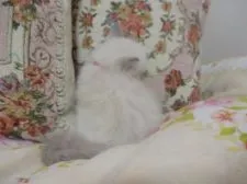 ラグドール【佐賀県・女の子・2017年7月11日・ブルーポイントバイカラー】の写真5