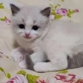 ラグドール【佐賀県・女の子・2023年1月13日・ブルーポイントバイカラー】の写真5「2/17撮影」