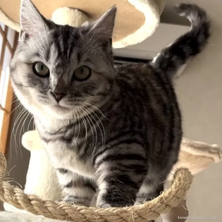 ID：2310-01641の子猫