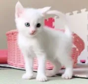 マンチカン(長足)【兵庫県・女の子・2021年3月17日・ホワイト】の写真3「次は何して遊ぼうか考えながら遊んでます💕」