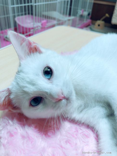 マンチカン【・男の子・2016年1月24日・ホワイト】