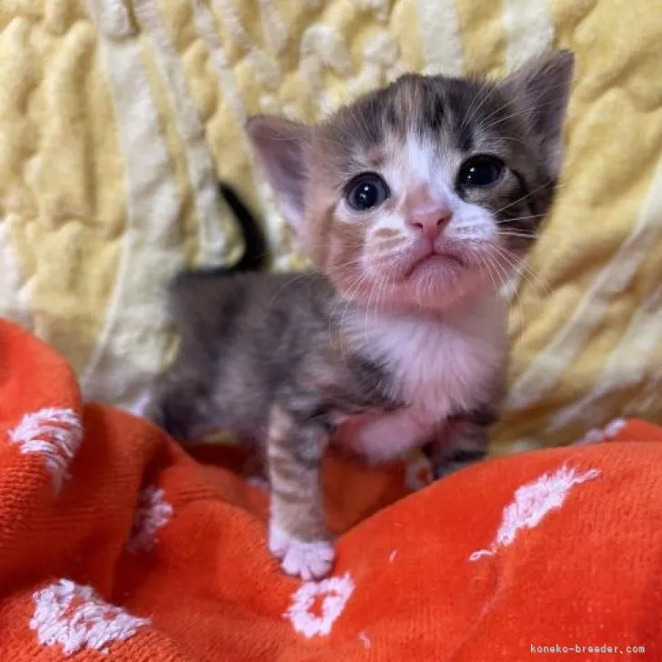 さる。 様のお迎えした子猫