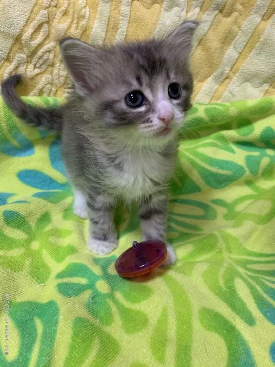 ID：1906-00762の子猫