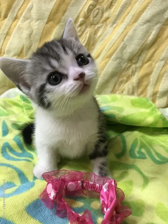 ID：1707-01146の子猫