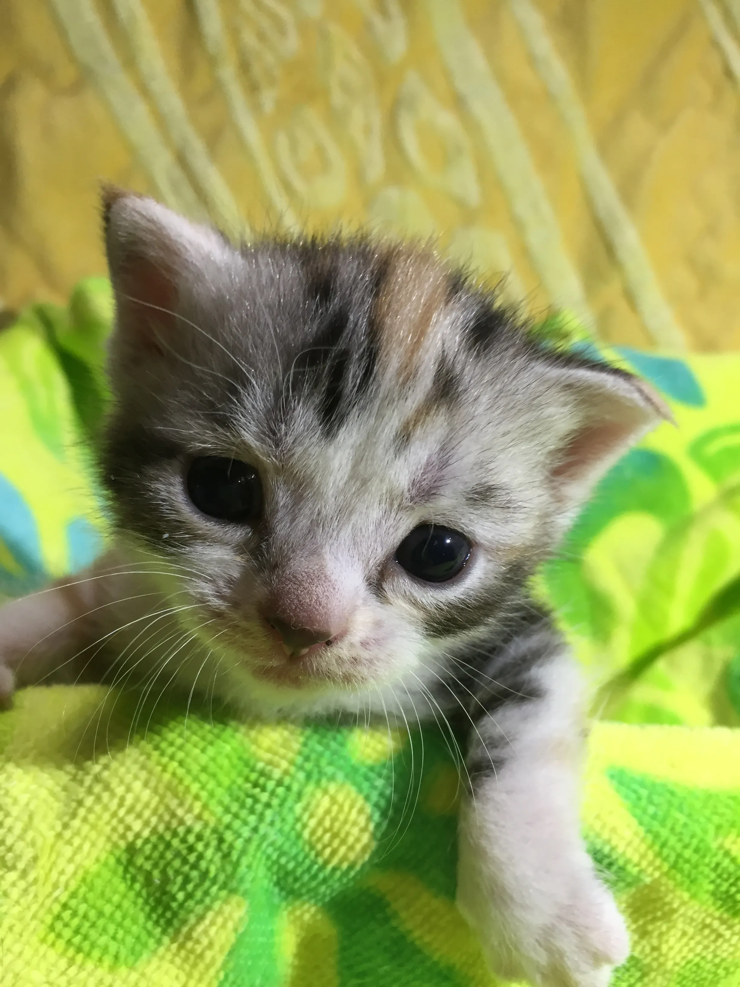 ID:1608-00283の子猫