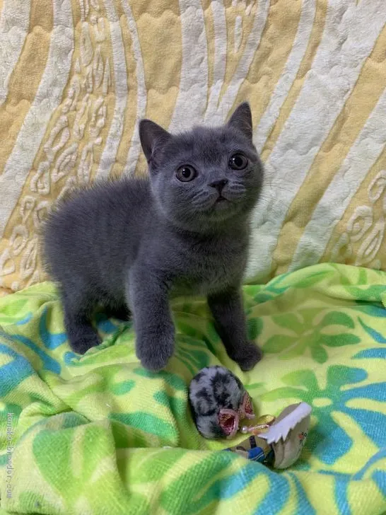 ID：2001-00954の子猫