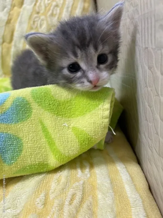 ID:2103-01548の子猫