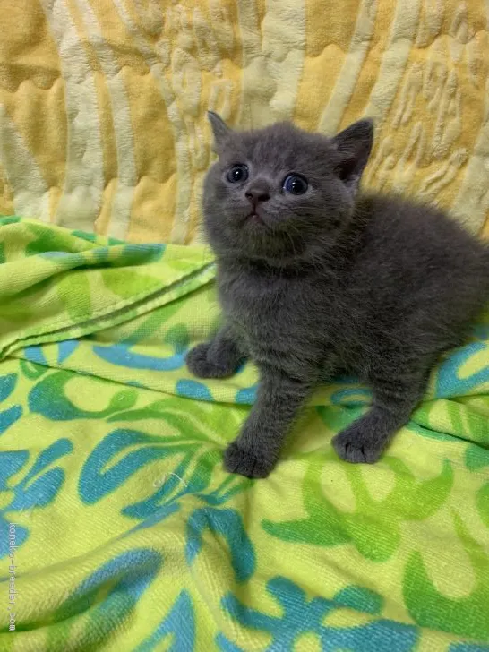 ID：1906-00564の子猫