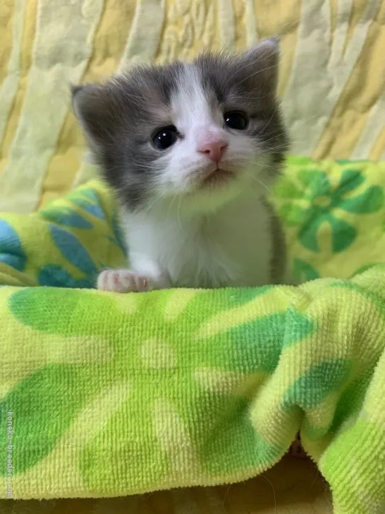 ID：1912-01698の子猫