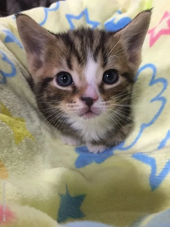 ID:1512-00205の子猫