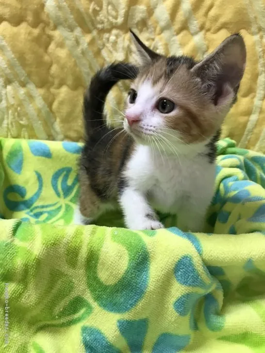 ID：1807-00654の子猫
