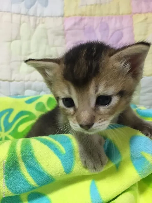 ID：1507-00368の子猫