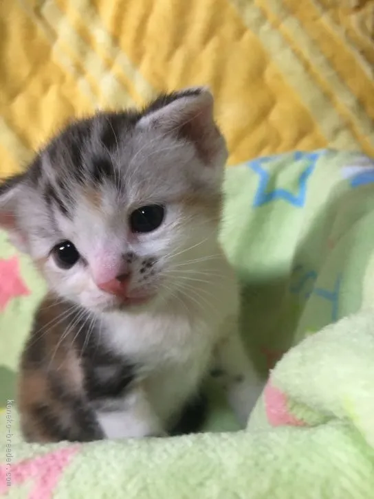 ID：1512-00207の子猫