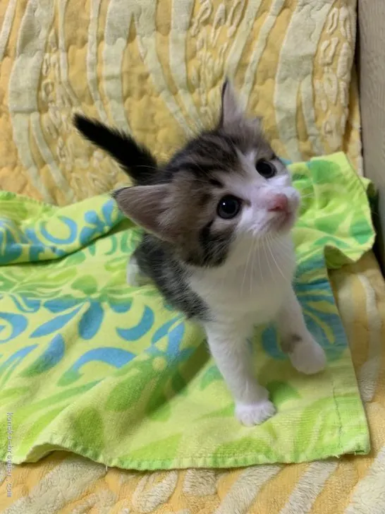 ID：2009-00127の子猫