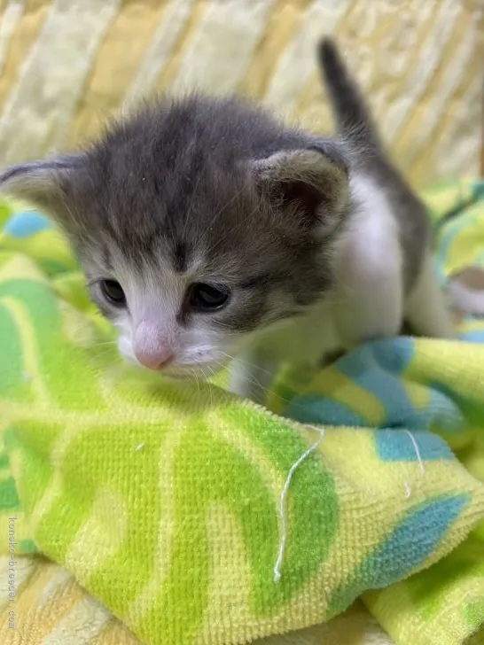 ID：2103-01547の子猫