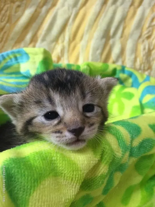 ID：1606-00353の子猫