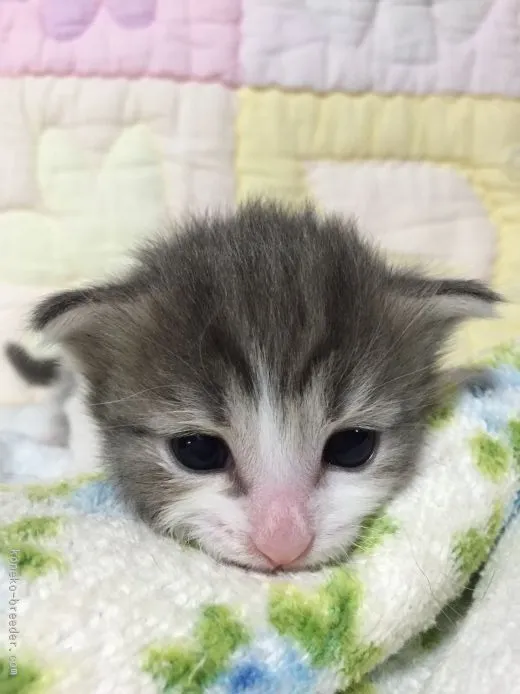 ID:1507-00305の子猫