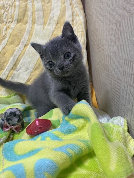 たけちゃん 様のお迎えした子猫