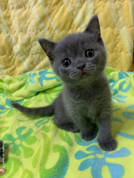 ID：2005-01540の子猫