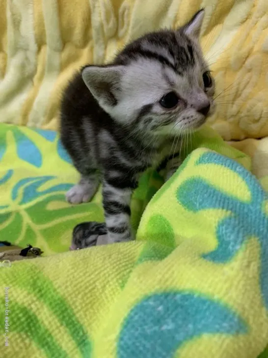 ID：2003-01465の子猫