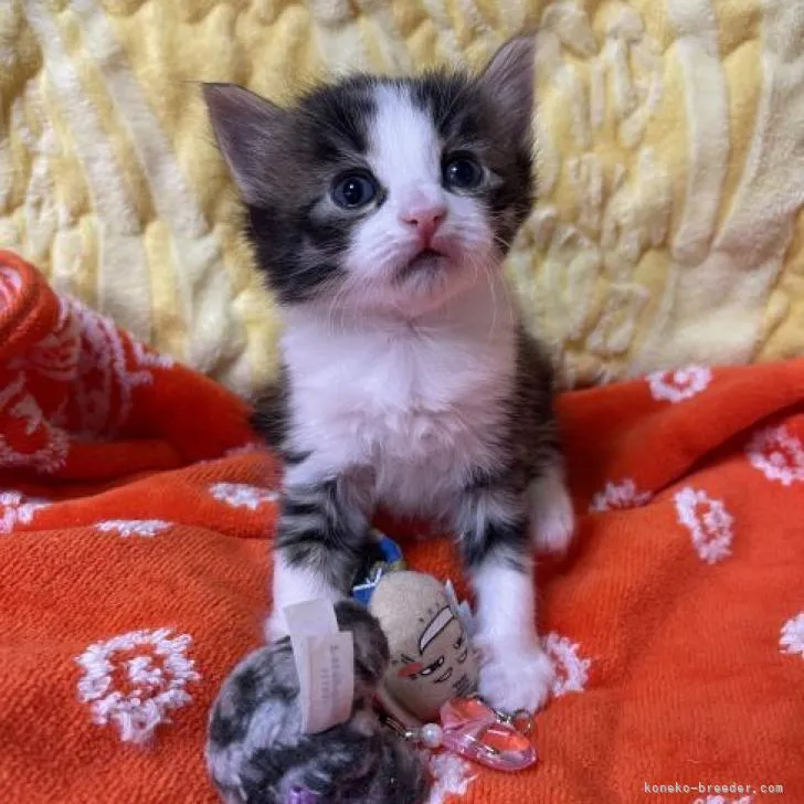 M.Ｉ 様のお迎えした子猫