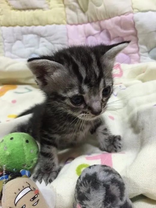 ID:1509-00040の子猫