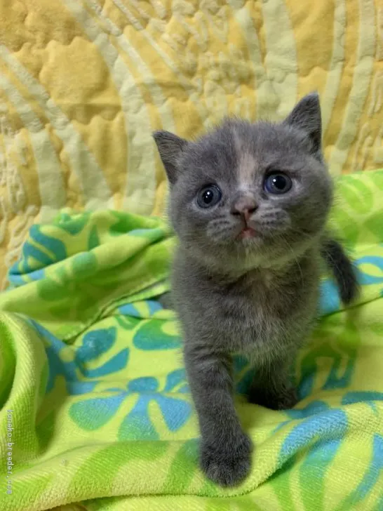 ID：1906-00562の子猫