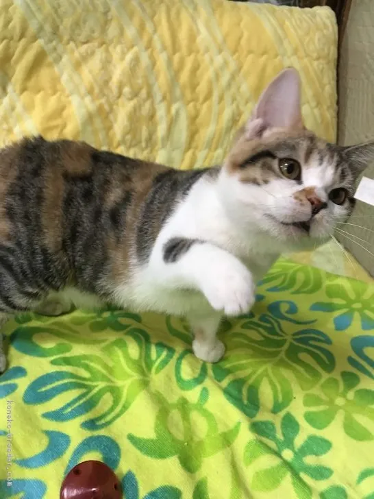 ID：1711-00220の子猫