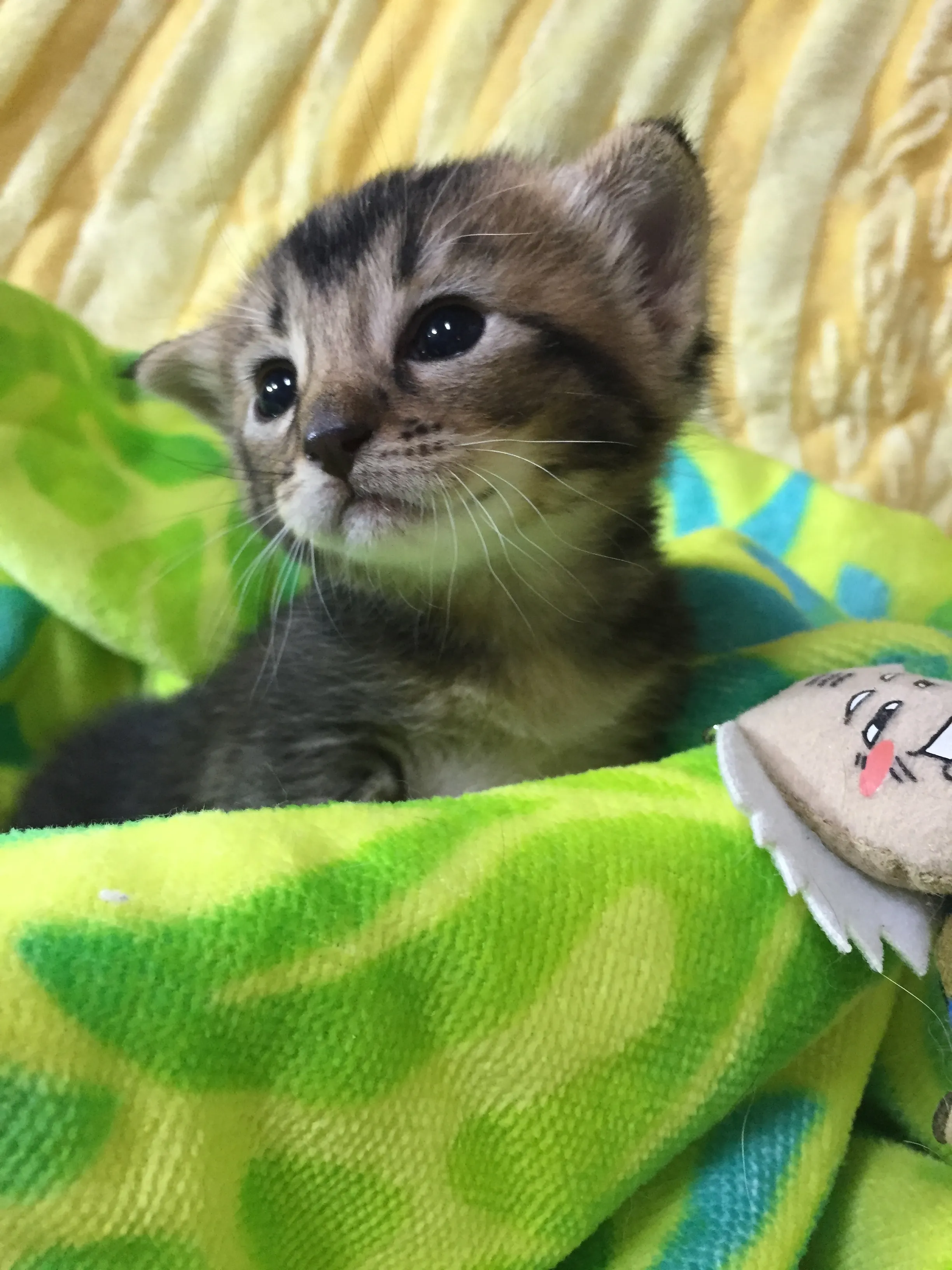 ID：1606-00352の子猫