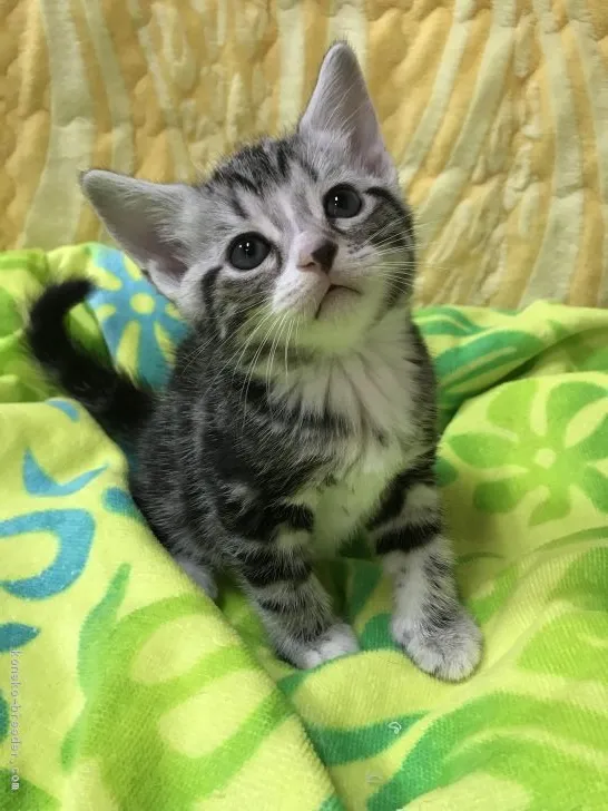 ID：1709-00145の子猫