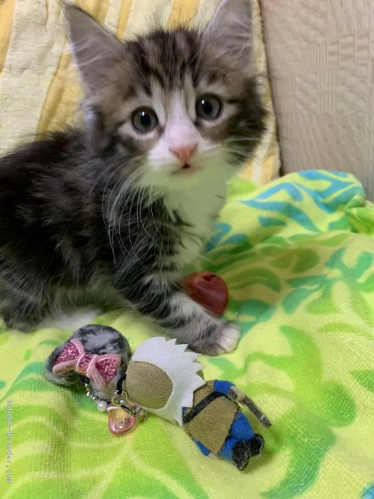 ID:1908-01480の子猫