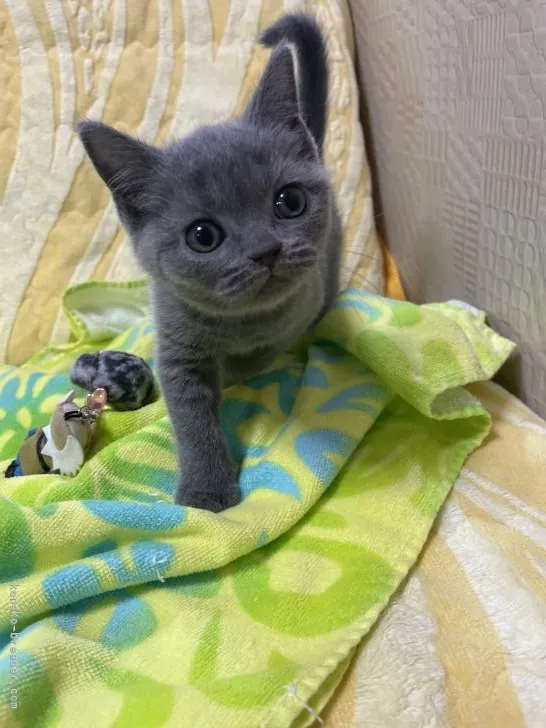 たけちゃん 様のお迎えした子猫