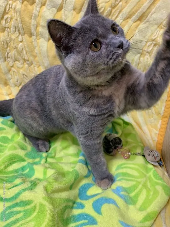 ID：1901-00086の子猫