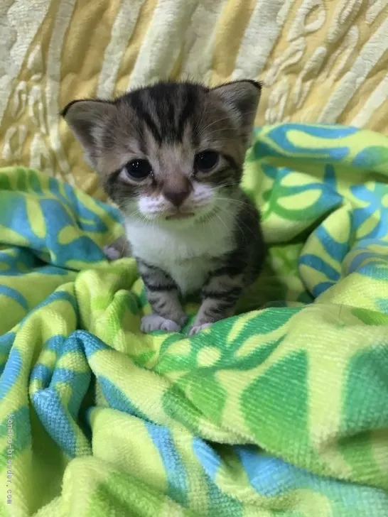 ID:1709-00143の子猫