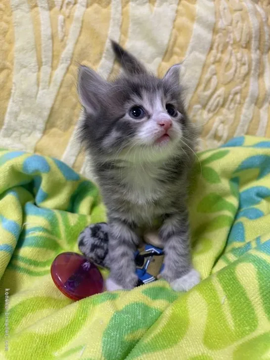 ID：2105-00969の子猫