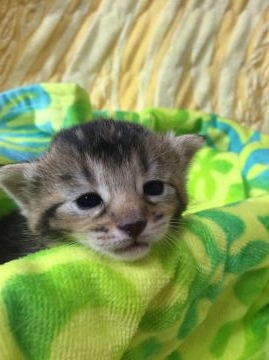 ノルウェージャン×アビシニアン【京都府・女の子・2016年5月23日・ブラウン】の写真「甘えたさんの女の子」