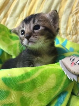 ノルウェージャン×アビシニアン【京都府・女の子・2016年5月23日・ブラウン】の写真「可愛いらしい女の子」