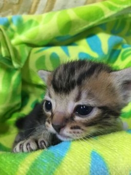 アメリカンショートヘア【京都府・男の子・2015年12月19日・シルバータビー】の写真「なかなかの男前です！」